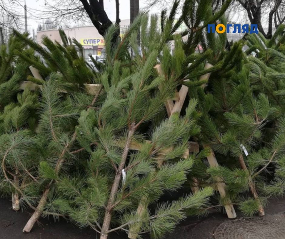 У лісових господарства Київщини стартує продаж новорічних дерев - зображення